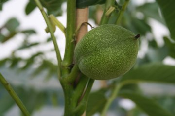 Onrijpe walnoot in boom