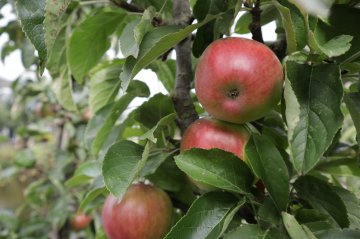 Rood-gele appels in een boom