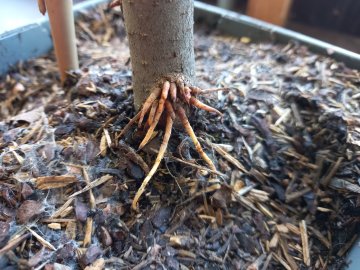 Wortelveld op de stam van een appelboom