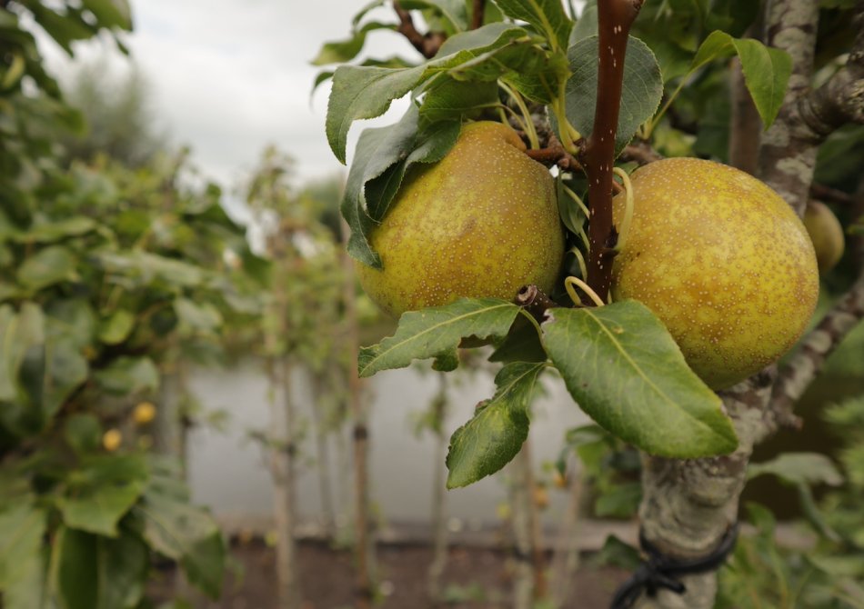 Welke fruitbomen geven het snelste fruit?