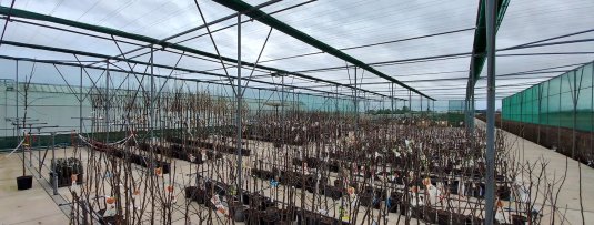 Het winterseizoen is afgelopen: onze fruitbomen gaan weer naar buiten!