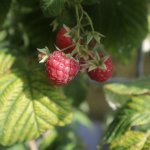 Framboos in pot houden? De beste soorten en tips voor verzorging!