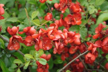 Rode bloemen van de chinese dwergkwee