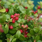 Groenblijvende fruitstruiken die jouw fruittuin kleur geven in de winter