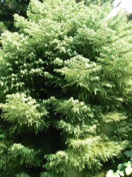 Er zijn niet veel planten die van nature in Nederland voorkomen en groenblijvend zijn. Coniferen zijn hierop een uitzondering.
