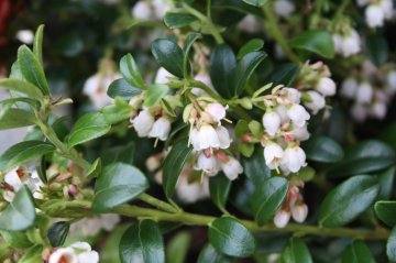 Het vossenbesje heeft prachtige witte klokbloemen