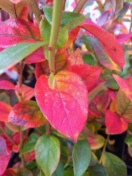 Herfstkleur blad blauwe bes