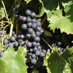 De beste druivenrassen voor in de kas