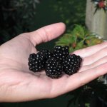 Een bramenstruik in pot houden: onze favoriete soorten en tips voor de verzorging