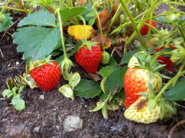 Aardbeien in de tuin