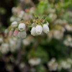 De leukste fruitstruiken die je als bodembedekker kunt gebruiken