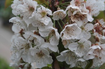 Witte bloemen aan een kersenboom