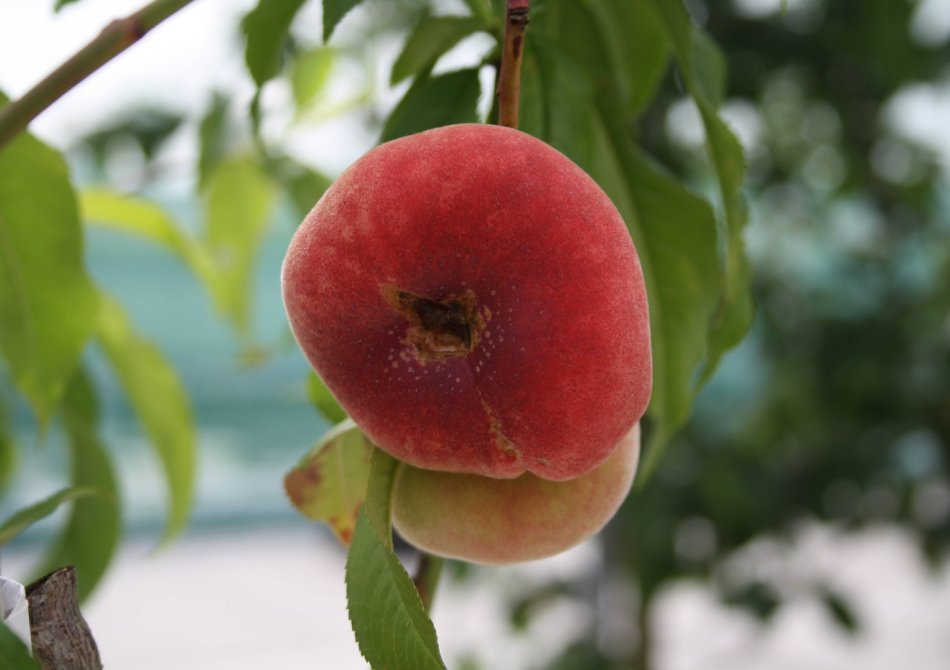 5 fruitbomen die het liefst in de volle zon staan