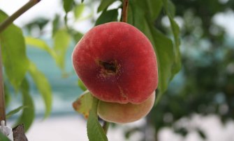 5 fruitbomen die het liefst in de volle zon staan