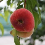 5 fruitbomen die het liefst in de volle zon staan