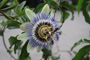 Passiebloem in plant