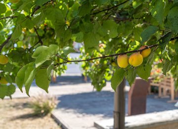 Abrikozen in tak van een abrikozenboom
