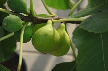 Groene vijg van het ras Nazareth