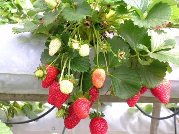 Aardbeien