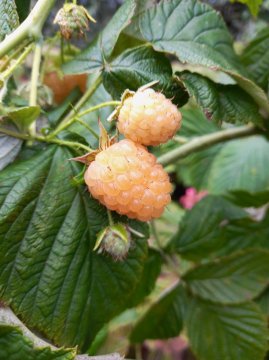 Gele framboos in struik