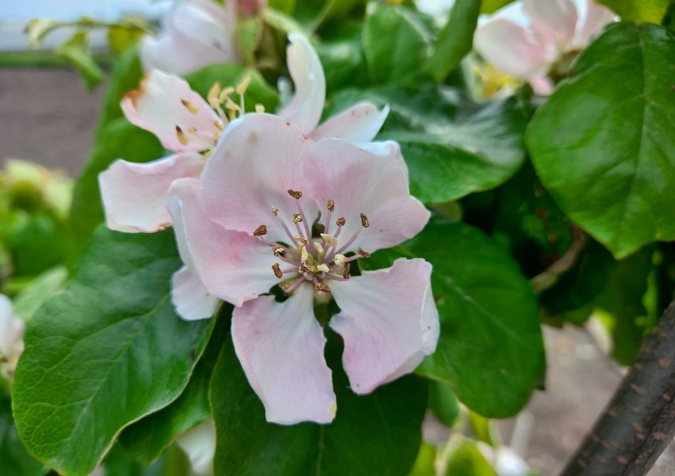 De 5 belangrijkste tuinklussen voor je fruittuin in mei