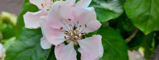 De 5 belangrijkste tuinklussen voor je fruittuin in mei