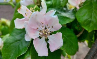 De 5 belangrijkste tuinklussen voor je fruittuin in mei
