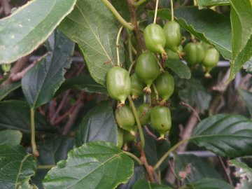 Groene kiwibessen aan hekwerk