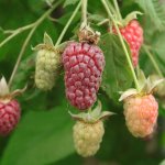 Frambramen: de leukste combinatie van framboos en braam in de tuin!