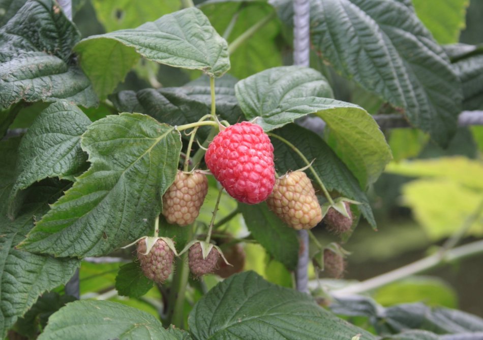 Frambozenstruik planten? Al jouw vragen beantwoord!