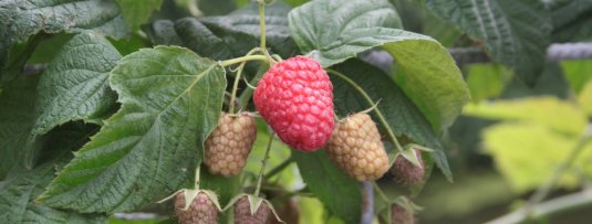 Frambozenstruik planten? Al jouw vragen beantwoord!