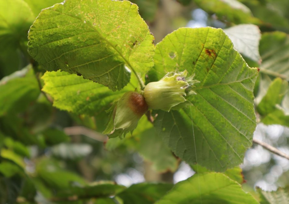 Het verschil tussen een hazelaar, hazelnotenstruik en hazelnotenboom