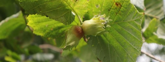 Het verschil tussen een hazelaar, hazelnotenstruik en hazelnotenboom