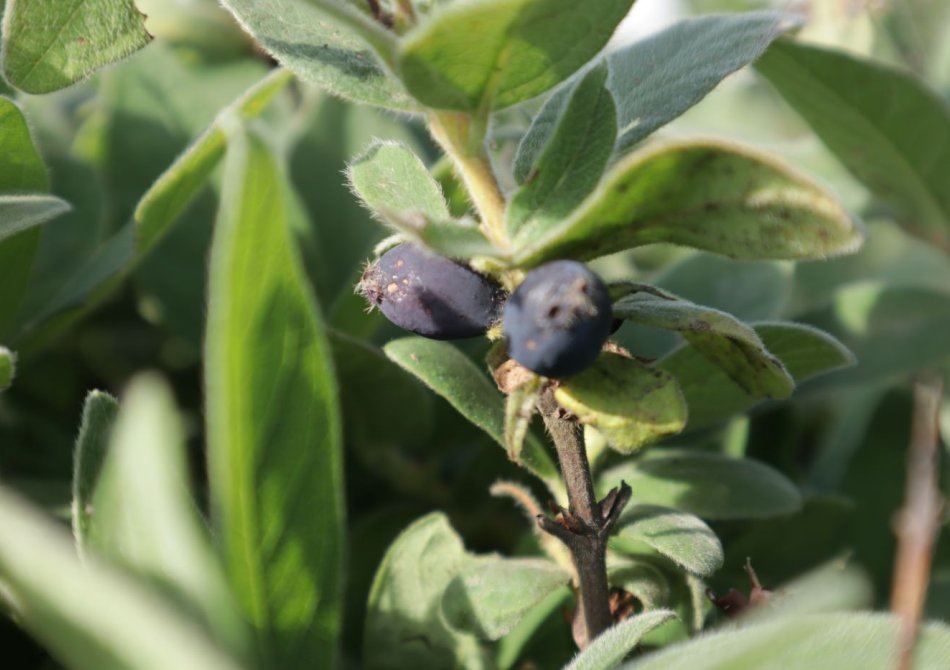 Deze fruitsoorten zijn in jouw tuin rijp in juni