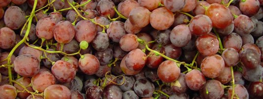 Druivenstruiken met rode druiven voor in de Nederlandse tuin