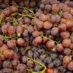 Druivenstruiken met rode druiven voor in de Nederlandse tuin