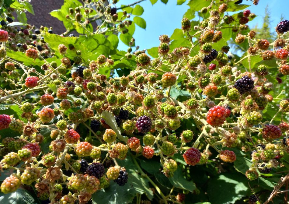 Welke fruitstruiken kunnen gaan woekeren?