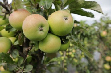 Gele appels in een appelboom