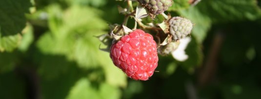 Tuinklussen in de fruittuin in augustus