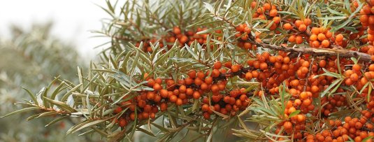 10 leukste recepten met duindoorn bessen uit je eigen tuin