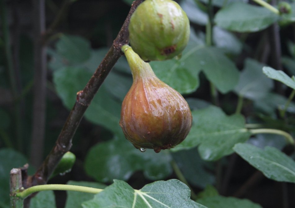 Een winterharde mediterrane fruittuin aanleggen in Nederland