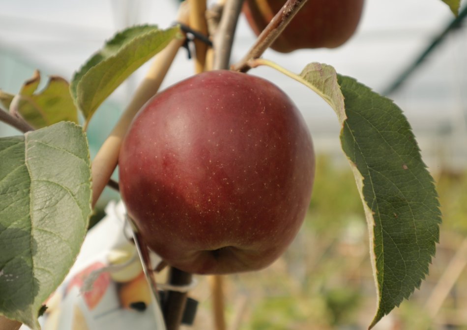 De beste appelbomen met zoete appels