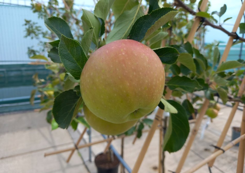 De 7 leukste zomerappels die je in je eigen tuin kunt kweken