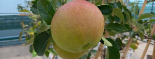 De 7 leukste zomerappels die je in je eigen tuin kunt kweken