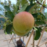 De 7 leukste zomerappels die je in je eigen tuin kunt kweken