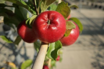 Rode appels van de zomerappel Discovery
