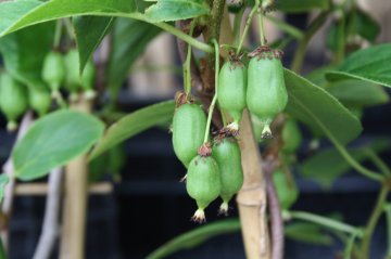 Groene kiwibessen in plant in onze winkel