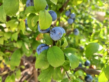 Blauwe vruchten van de sleedoorn