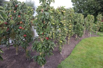 Appelbomen vol appels in een tuin