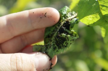 Zwarte bladluizen op blad kersenboom